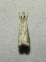 Microcrambus