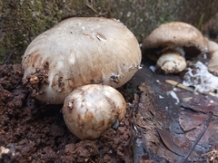 Agaricus cupreobrunneus