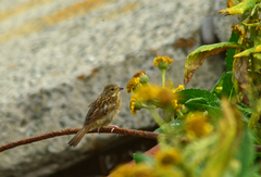 Emberiza variabilis