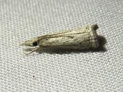 Microcrambus