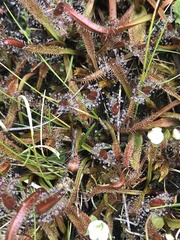 Drosera arcturi