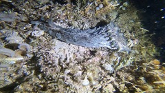 Dolabella auricularia