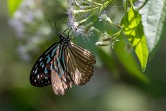 Ideopsis vulgaris