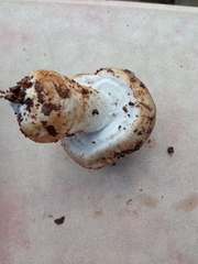 Agaricus cupreobrunneus