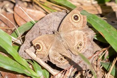 Ypthima baldus