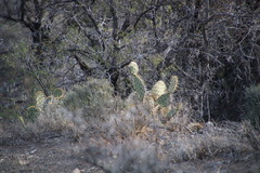 Opuntia rastrera