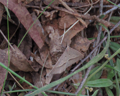 Epidesmia hypenaria