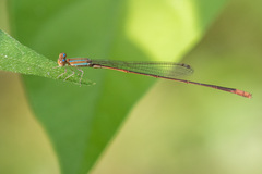 Aciagrion pallidum