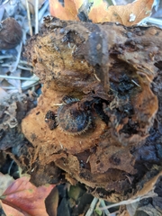 Plectotropis mackensii