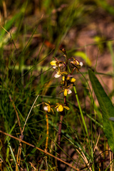 Eulophia clitellifera