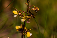 Eulophia clitellifera