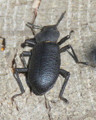 Iphthiminus serratus