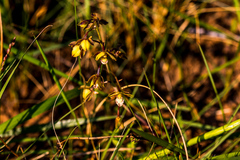 Eulophia clitellifera