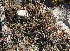 Gaultheria macrostigma