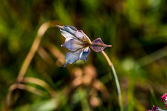 Gladiolus longicollis