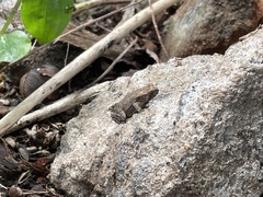 Duttaphrynus melanostictus