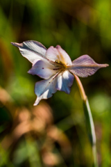 Gladiolus longicollis