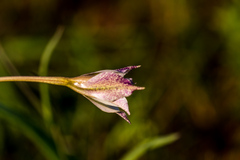 Gladiolus longicollis