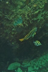 Girella zebra