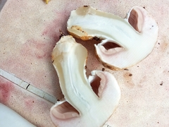 Agaricus cupreobrunneus