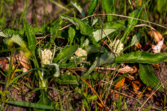 Helichrysum pallidum