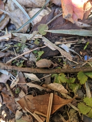 Aegista subchinensis