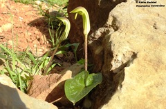 Arisarum vulgare subsp. vulgare image