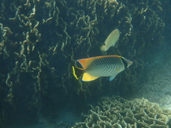 Chaetodon trifascialis