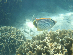 Chaetodon trifascialis