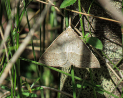 Epidesmia hypenaria