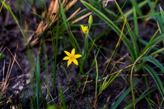 Hypoxis argentea