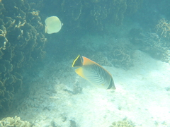 Chaetodon trifascialis