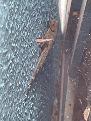 Hemidactylus leschenaultii