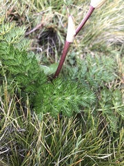 Anisotome haastii