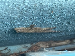 Hemidactylus leschenaultii