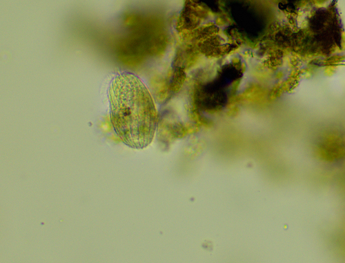 Family Placidae · iNaturalist