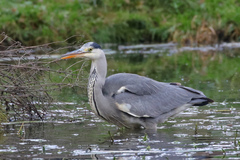 Ardea cinerea