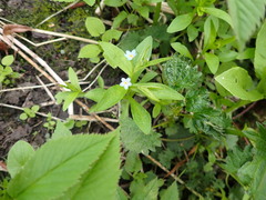 Memoremea scorpioides