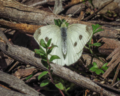 Pieris rapae rapae