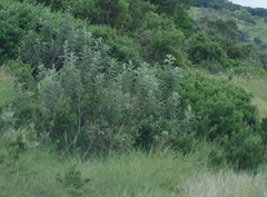 Berkheya bipinnatifida