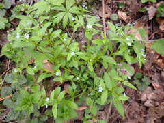 Memoremea scorpioides