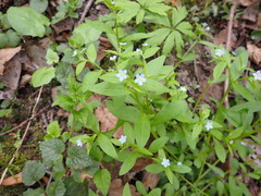 Memoremea scorpioides