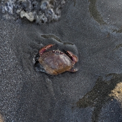 Metacarcinus gracilis