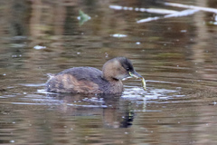Tachybaptus ruficollis