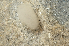 Melanochlamys