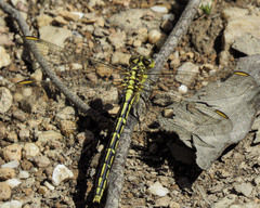 Austrogomphus guerini