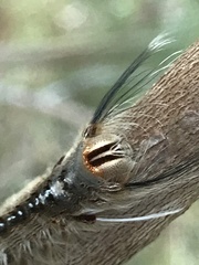 Nataxa flavescens