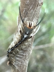 Nataxa flavescens
