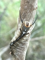 Nataxa flavescens
