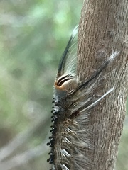 Nataxa flavescens